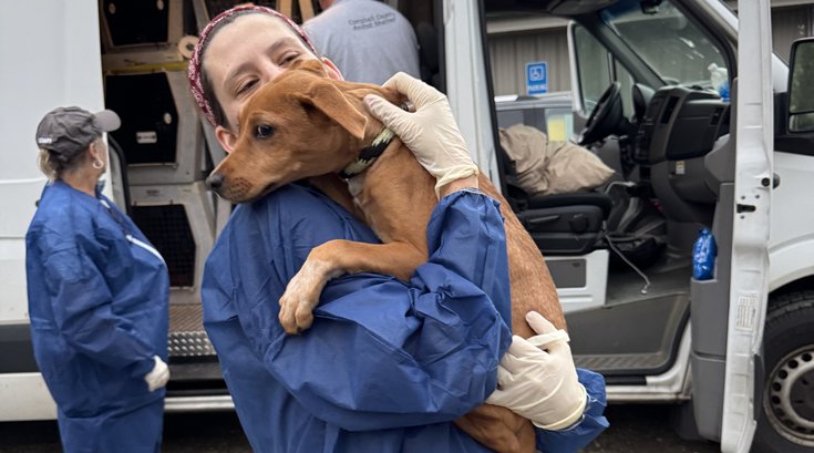 PSPCA hurricane dogs