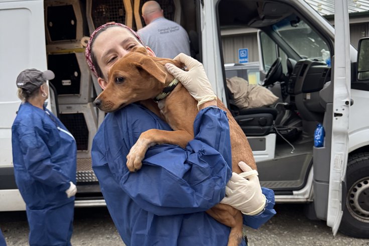 PSPCA hurricane dogs