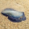 velella jellyfish jersey shore