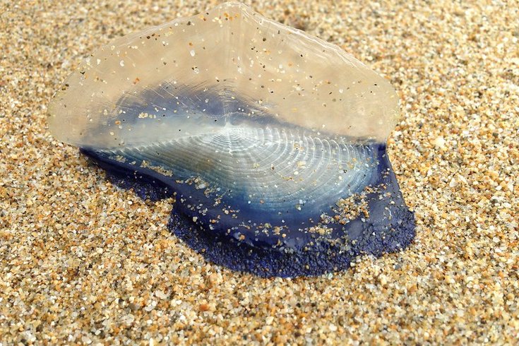 velella jellyfish jersey shore