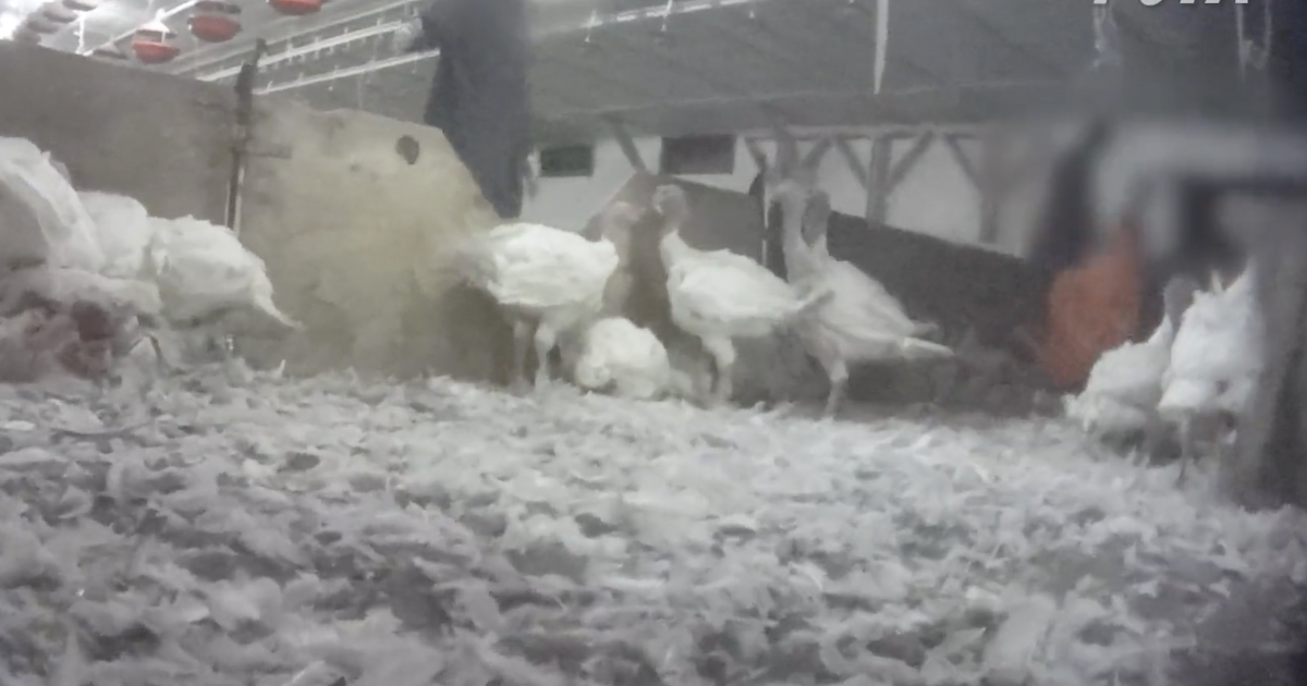 Pennsylvania turkey farm workers charged with animal abuse at