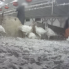 Pennsylvania Turkey Animal Cruelty