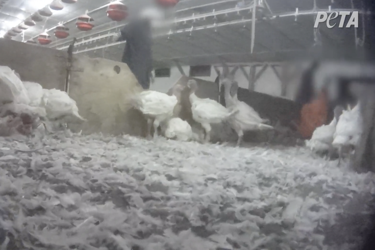 Pennsylvania Turkey Animal Cruelty