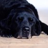 Dogs Alzheimer's Research