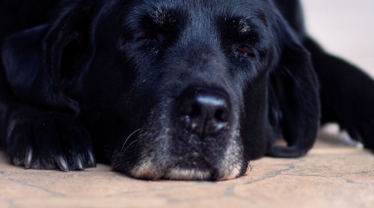 Dogs Alzheimer's Research