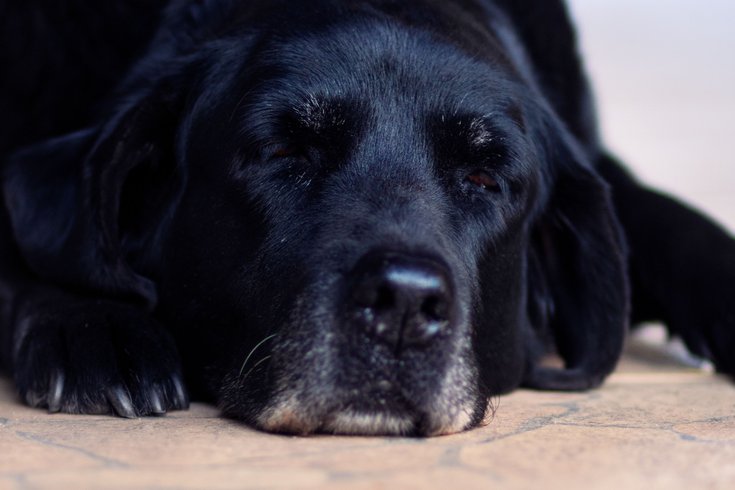 Dogs Alzheimer's Research