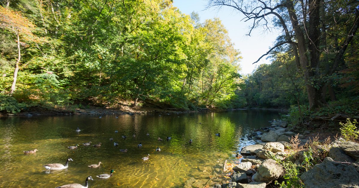 Fish in the Wissahickon Creek basin have unsafe levels of forever chemicals, officials warn