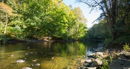 Fish PFOS Wissahickon Creek