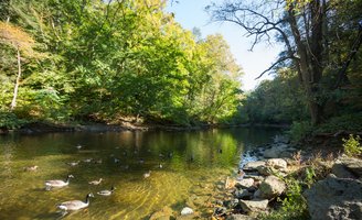 Fish PFOS Wissahickon Creek