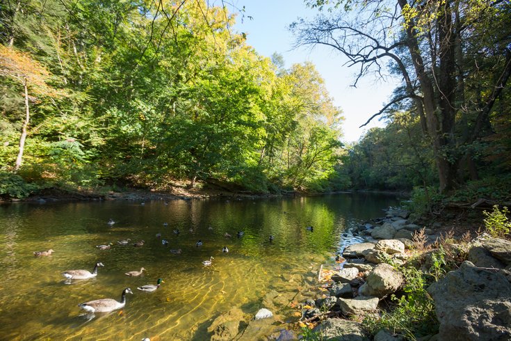 Fish PFOS Wissahickon Creek