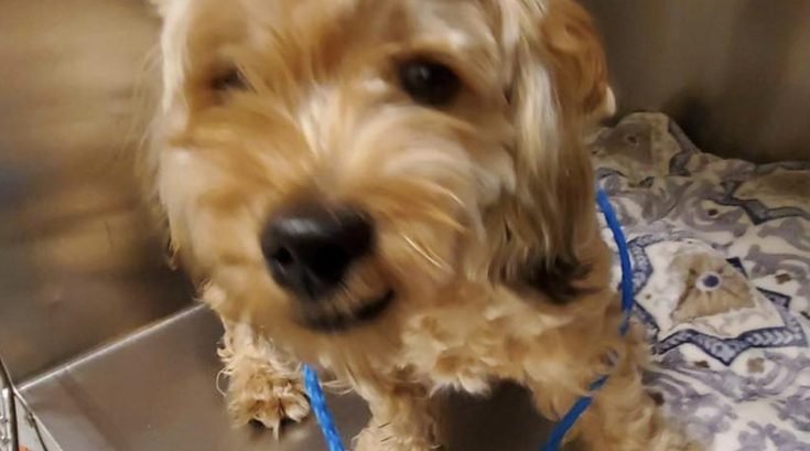 Dog Stolen Philly ACCT