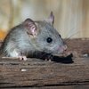 Rats birth control
