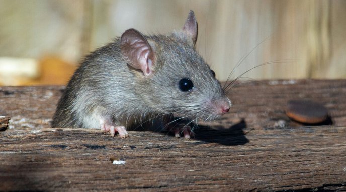 Rats birth control