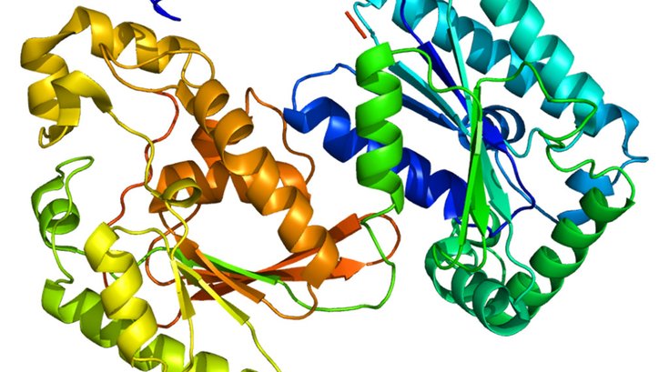 10172018_Protein_PFKFB3_wiki