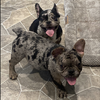 French Bulldogs NJ