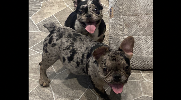 French Bulldogs NJ