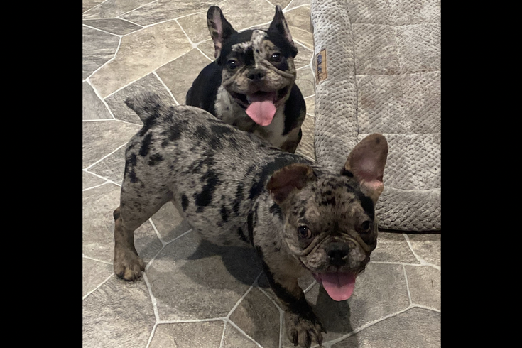 French Bulldogs NJ