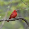 Summer tanager bird