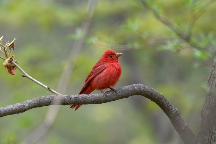 Summer tanager bird