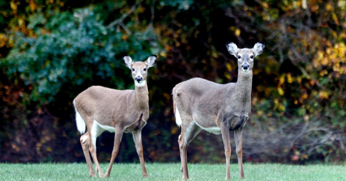 Motorists should drive with caution as deer activity increases this