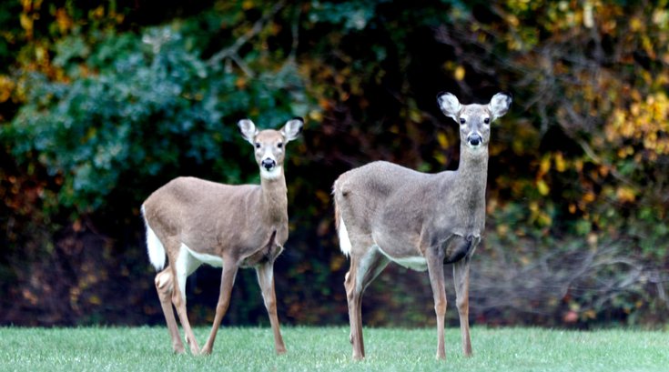 Deer activity increase New Jersey Pennsylvania