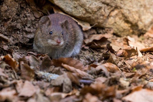 Mouse Trap Under Bed - Picture of Renaissance Baltimore