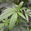 Marijuana Sleep Aid