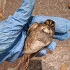 Bird Safe Philly