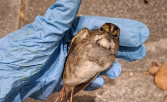 Bird Safe Philly
