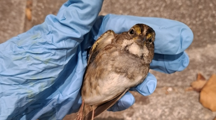Bird Safe Philly