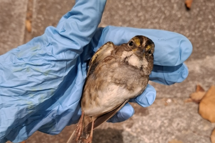 Bird Safe Philly
