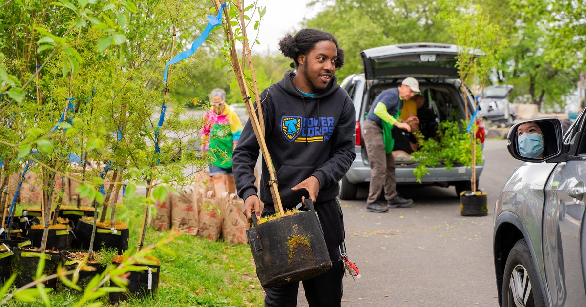 How to get a free tree TreePhilly gives away yard trees to improve