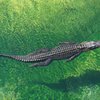 Philly Crocodile Attack Cancun