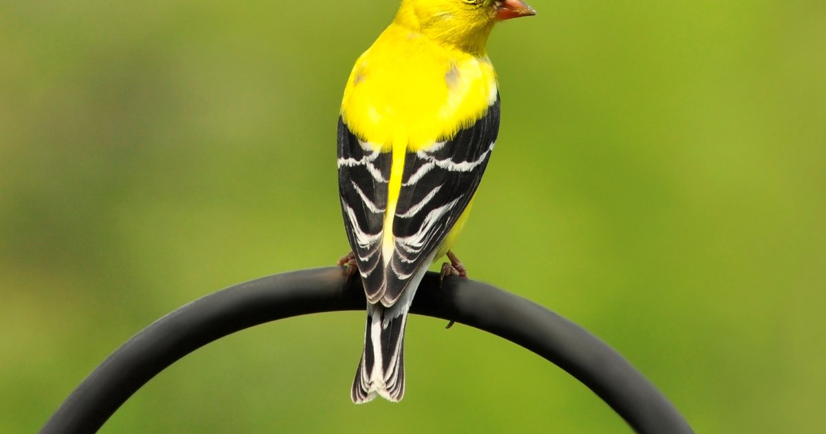 Mental health & birds: Watching and listening to birds can help improve mental wellbeing, research shows - Vimarsana News
