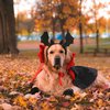 halloween pet safety tips