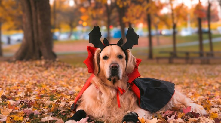 halloween pet safety tips