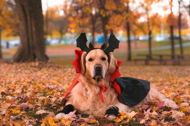 halloween pet safety tips