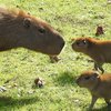 Baby capybaras