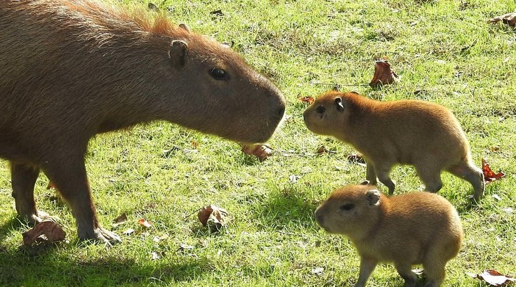 Baby capybaras