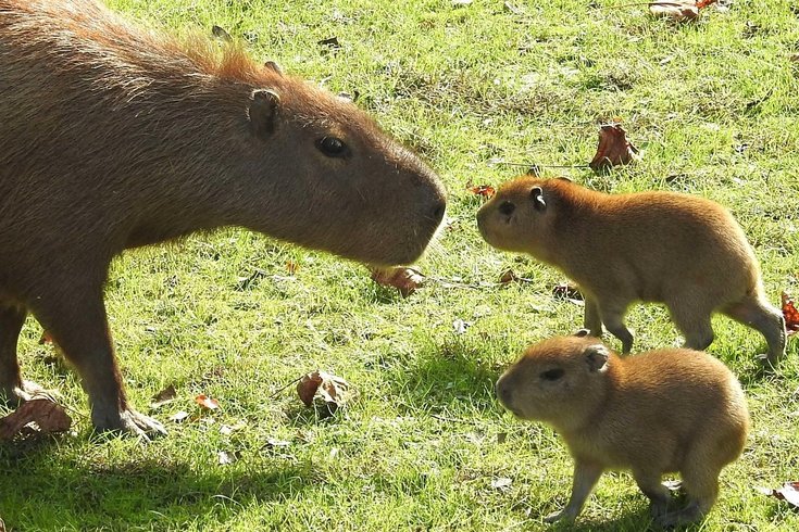 Baby capybaras