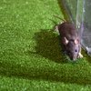 Rat abatement manager Philly