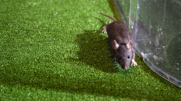 Rat abatement manager Philly
