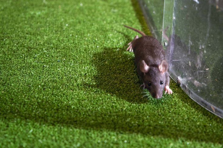 Rat abatement manager Philly