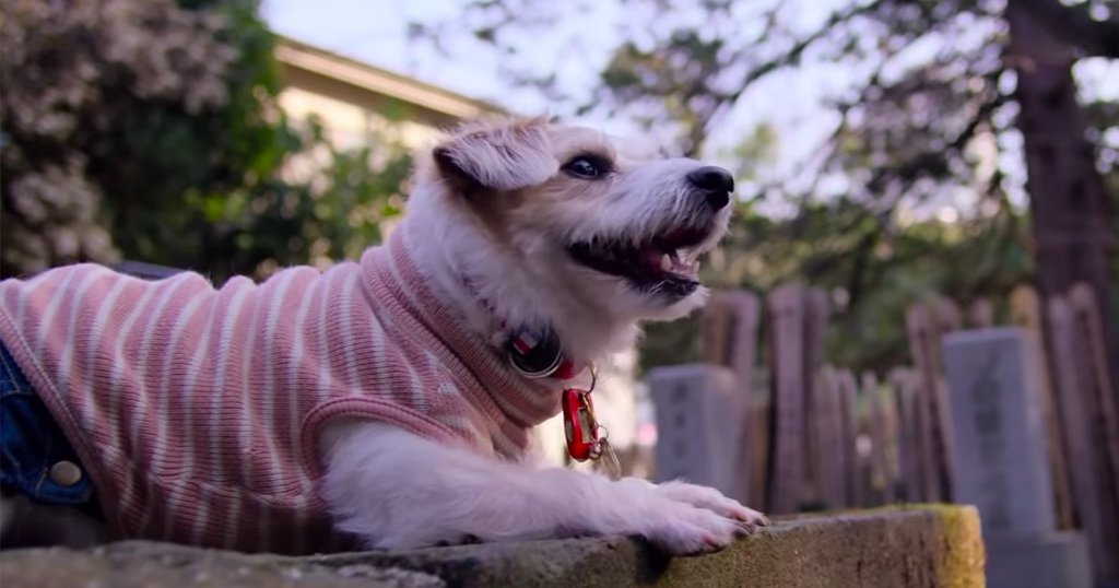 Netflix releases emotional trailer for 'Dogs' docuseries PhillyVoice