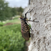 Spotted Lanternfly