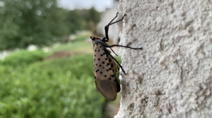 Spotted Lanternfly
