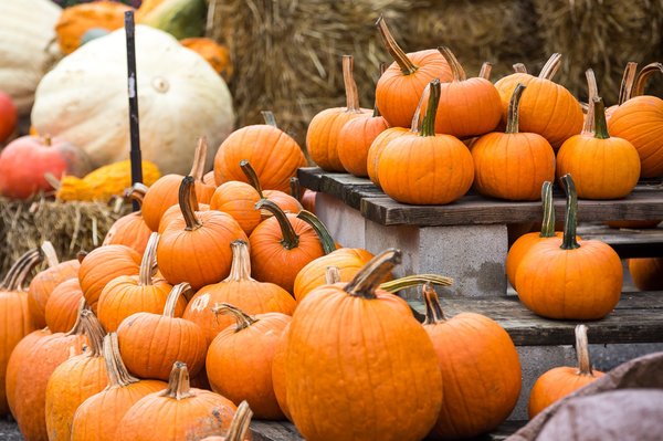 pumpkins recycling