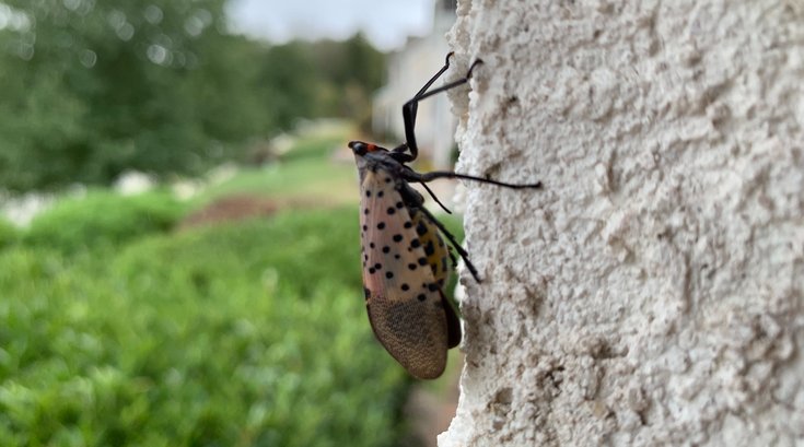 Spotted lanternfly dna genome