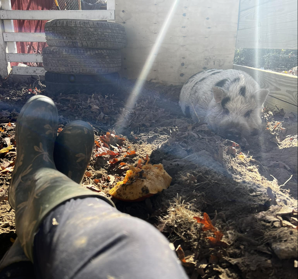 Kevin Bacon Pig