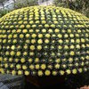 Longwood Chrysanthemum Festival